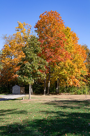 Trees with Shed