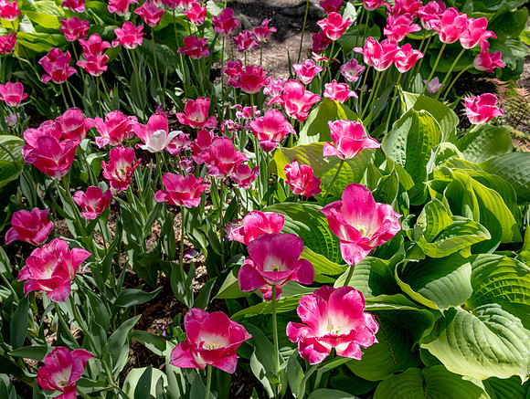 Pink Tulips