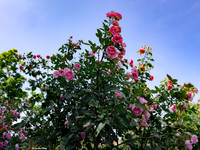 Chicago Botanic Garden