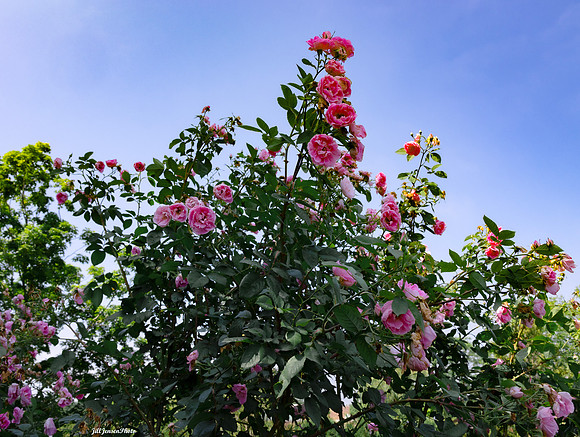 June Photo of Pink Rose in the Airw