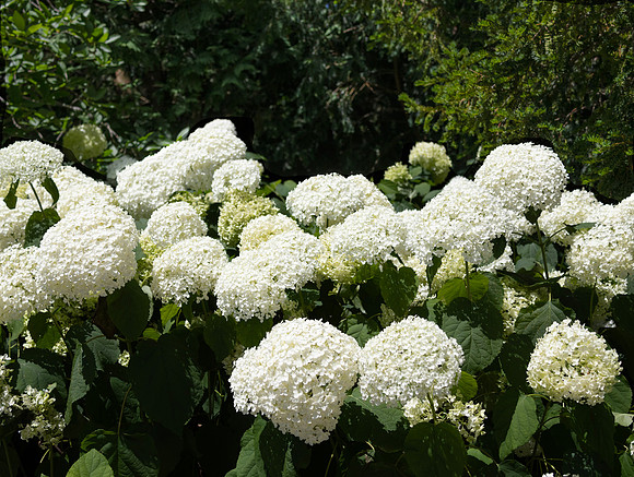 SnowBalls 2