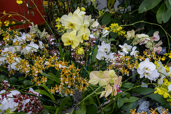 White and Yellow Orchids