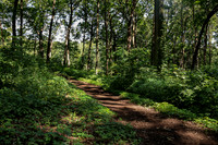 Wood Path