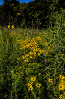 Daisies in the Field 2 8x10