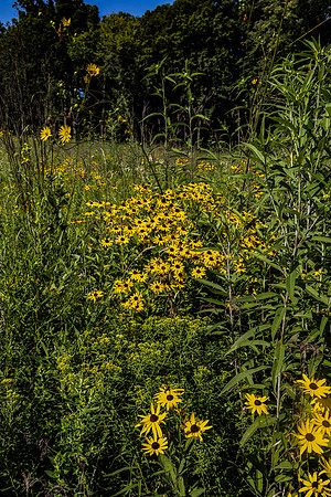 Daisies in the Field 2 8x10