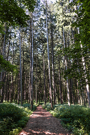 Spruce Trees Vertical