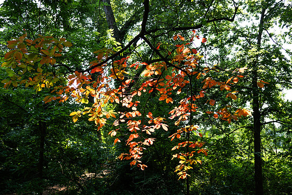 Orange Leaves 3