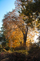 Golden Hue Tree1