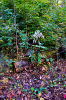 Autumn Leaves On Forest Floor with White Flower