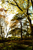 Trees and Steps