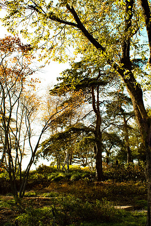 Trees and Steps