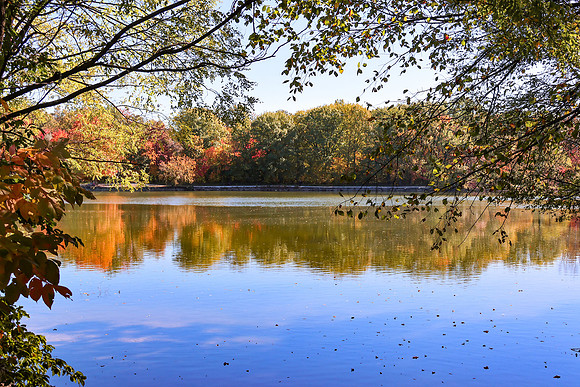 Pond through Trees