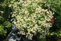 Little Daisies
