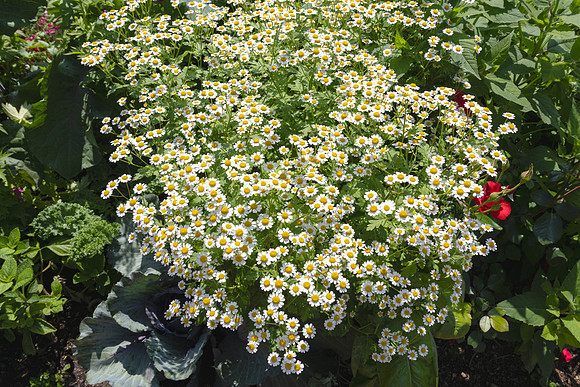 Little Daisies