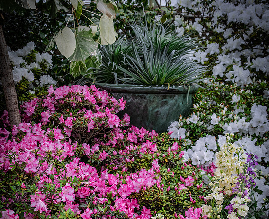 Fern in Blue Pot Among Flowers