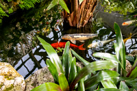 Koi Boy
