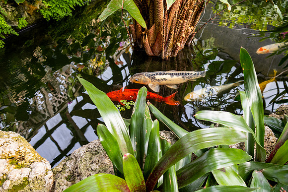 Koi Boy