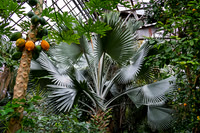 Fan Fern Dance