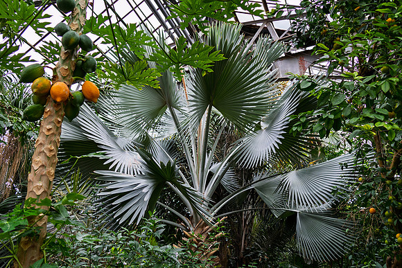 Fan Fern Dance