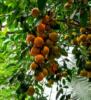 Oranges 3
