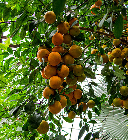 Oranges 3