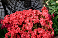 Pink Flowers with Ceiling Reflection