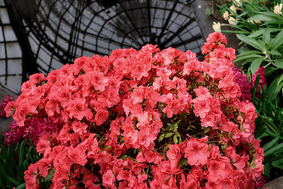 Pink Flowers with Ceiling Reflection