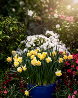 Cinematic Version of Flowers in Blue Pot