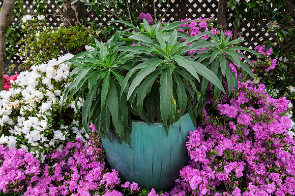 Potted Fern