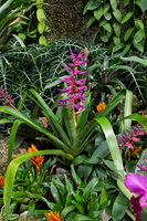 Purple Plant
