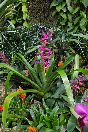 Purple Plant