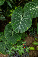 Green Elephant Ears