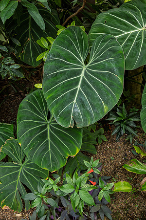 Green Elephant Ears