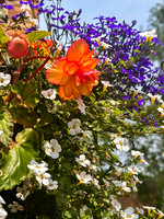 Orange Flower in Multi Mix Hanging Basket 8x10