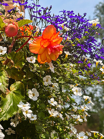 Orange Flower in Multi Mix Hanging Basket 8x10
