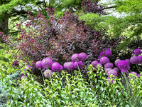Purple Puff Balls