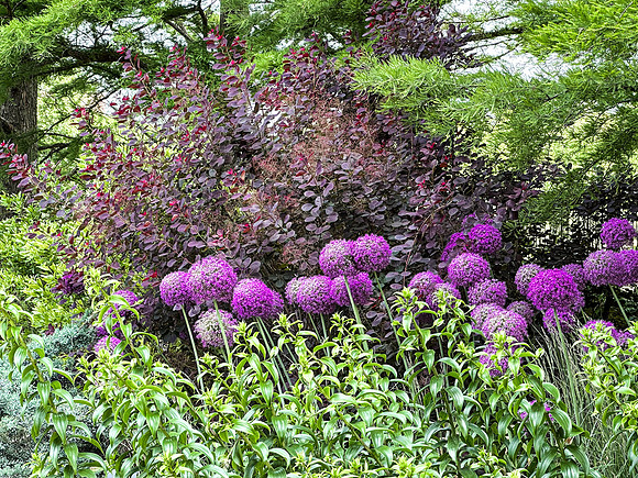 Purple Puff Balls