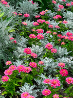 Pink and Silver Plants copy 8x10