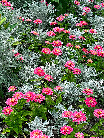 Pink and Silver Plants copy 8x10