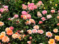 Pink Roses Multi