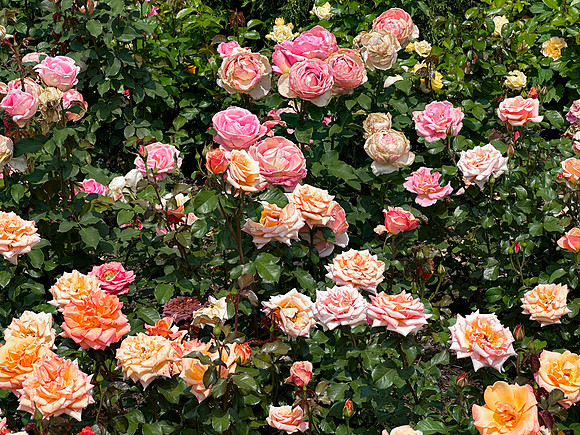 Pink Roses Multi