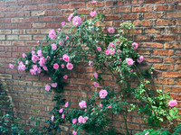 Pink Roses on Wall 2