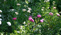 Multi Pink and White