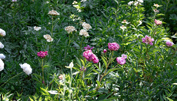 Multi Pink and White