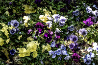 Morning Glory final