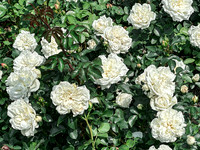 White Roses
