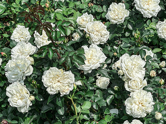 White Roses