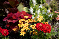 Red Zinias
