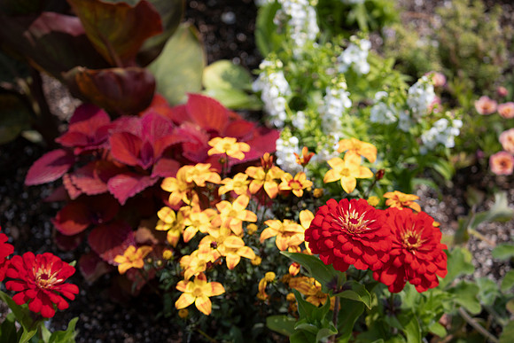 Red Zinias