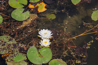 Water Lillies